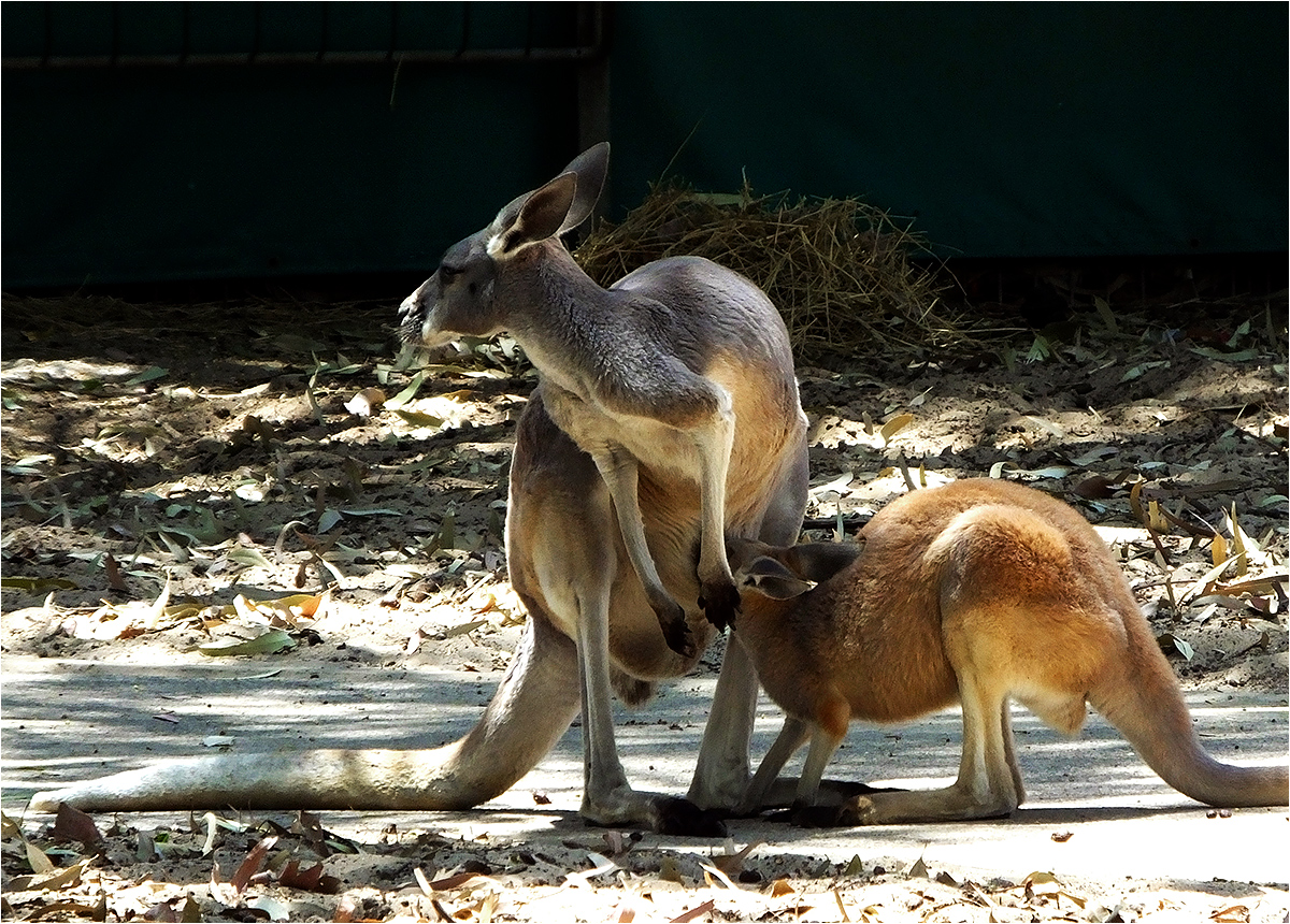 photo "Pickpocket" tags: nature, genre, kangaroo, кенгуру