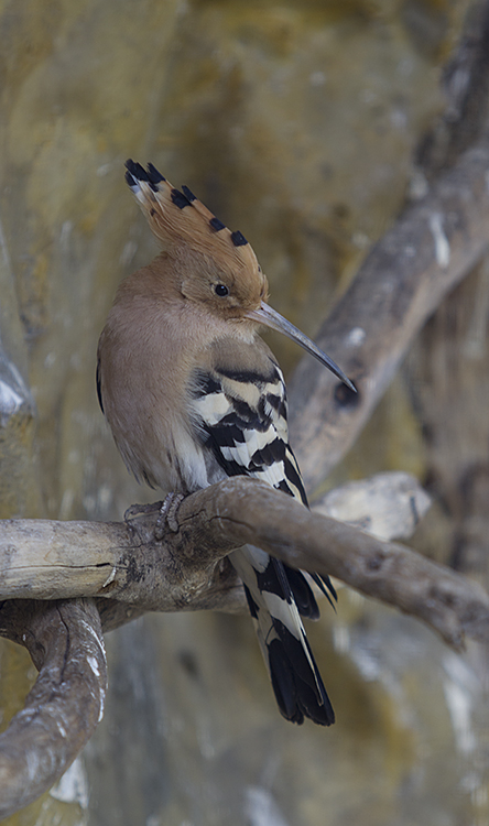 photo "De hop" tags: nature, 