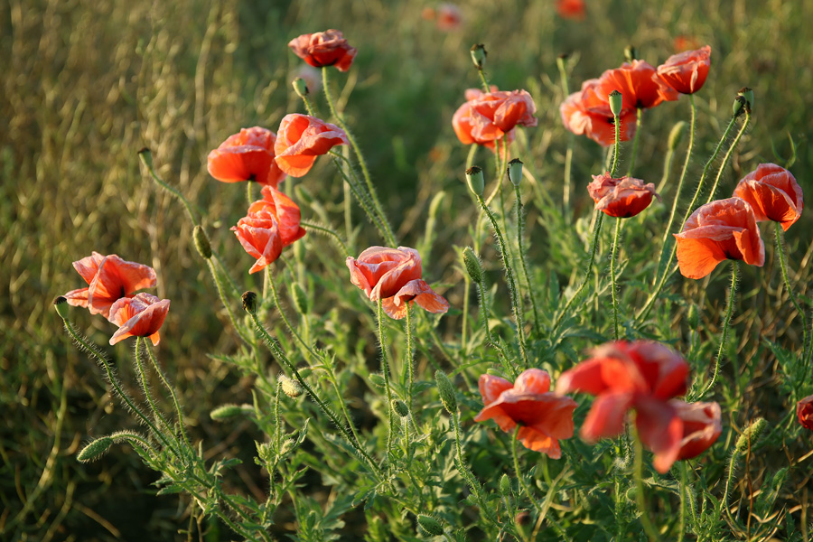 photo "***" tags: nature, macro and close-up, 