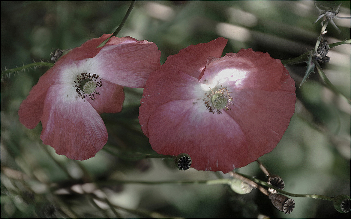 photo "The poppy mystery" tags: nature, macro and close-up, 