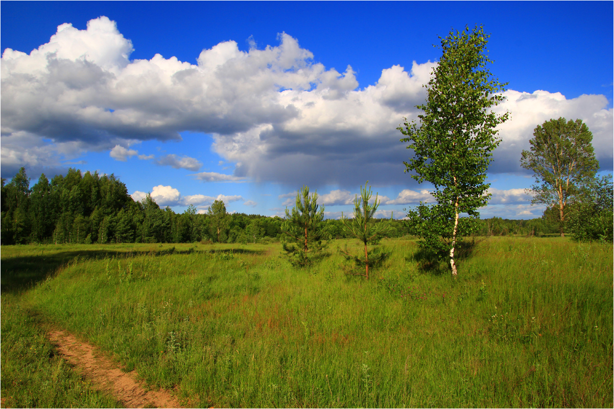 photo "Meadows next to the river Volga. Dancing birch." tags: landscape, travel, clouds, summer, луга