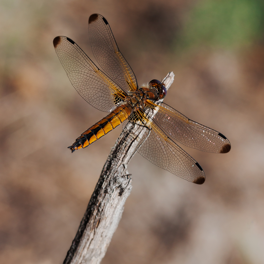 photo "***" tags: macro and close-up, 