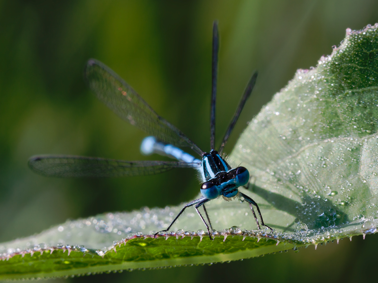 photo "***" tags: macro and close-up, morning, water, роса, стрекоза