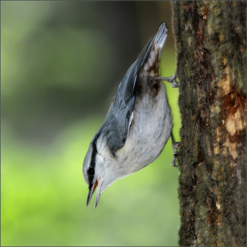 photo "Fledgling nuthatch" tags: nature, поползень