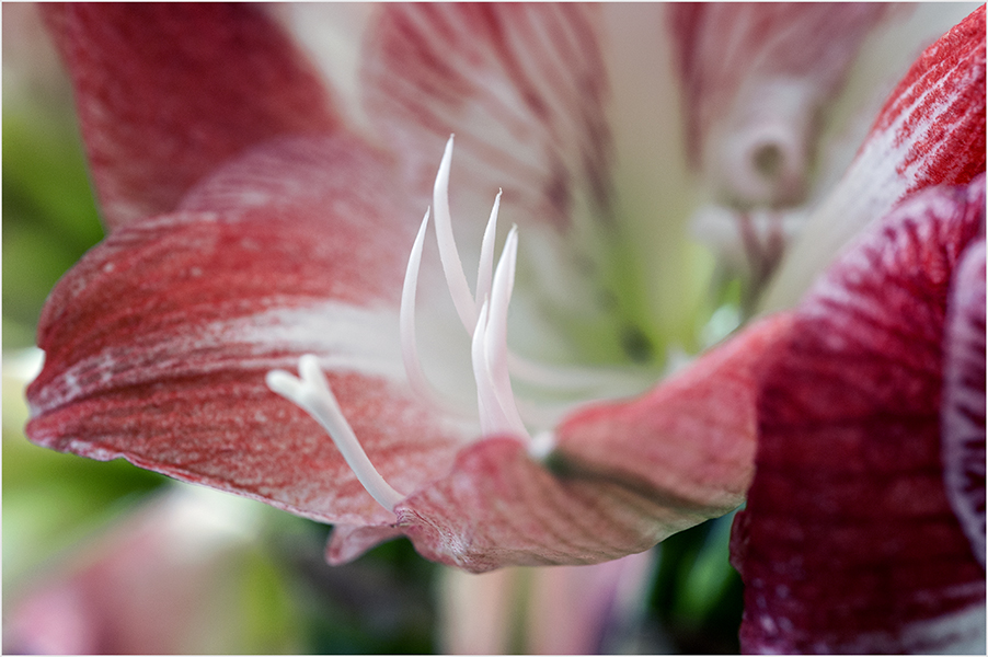 photo "***" tags: still life, macro and close-up, genre, 