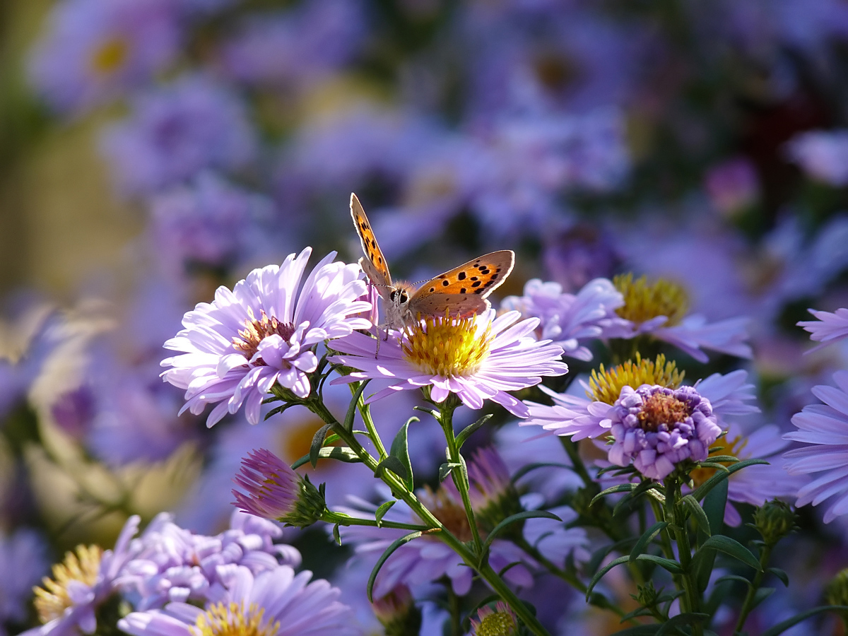 photo "***" tags: macro and close-up, nature, insect