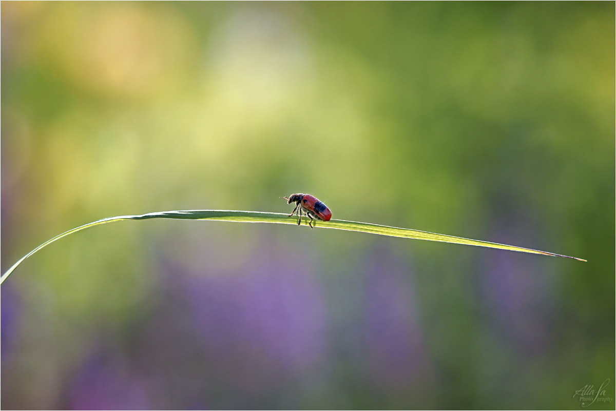 photo "***" tags: nature, fragment, 