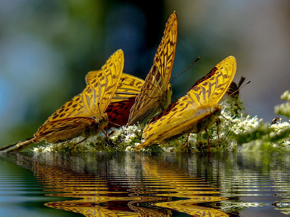 photo "Regatta" tags: macro and close-up, 