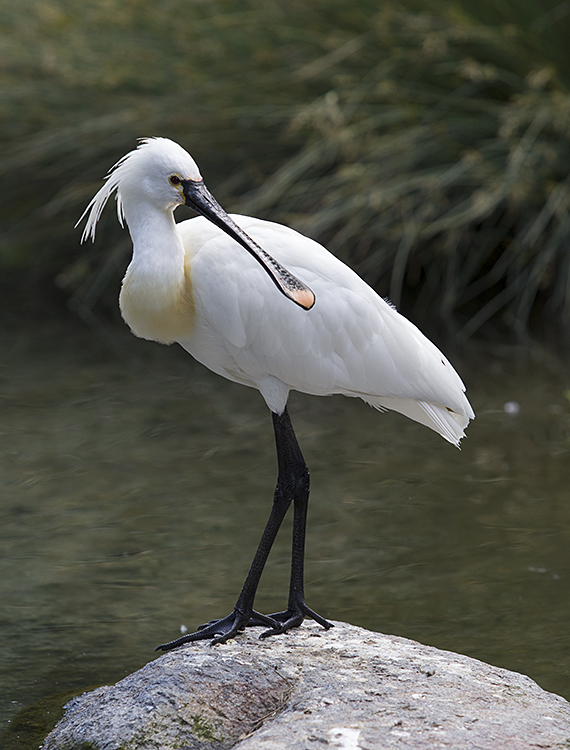 фото "watervogel" метки: природа, 