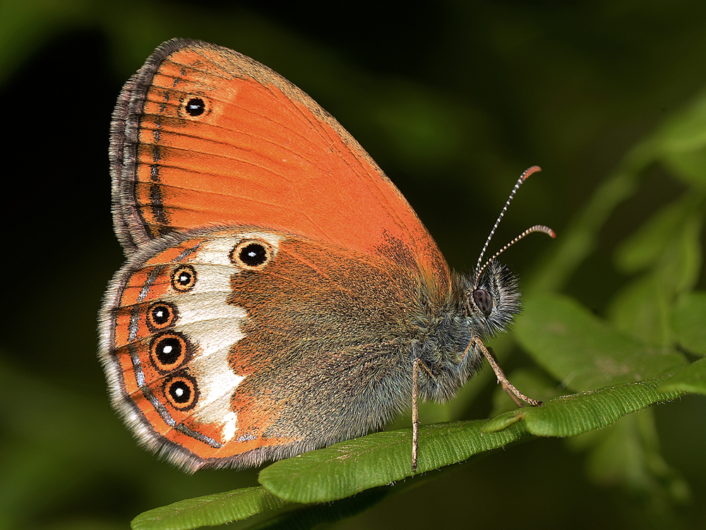 photo "***" tags: macro and close-up, бабочки