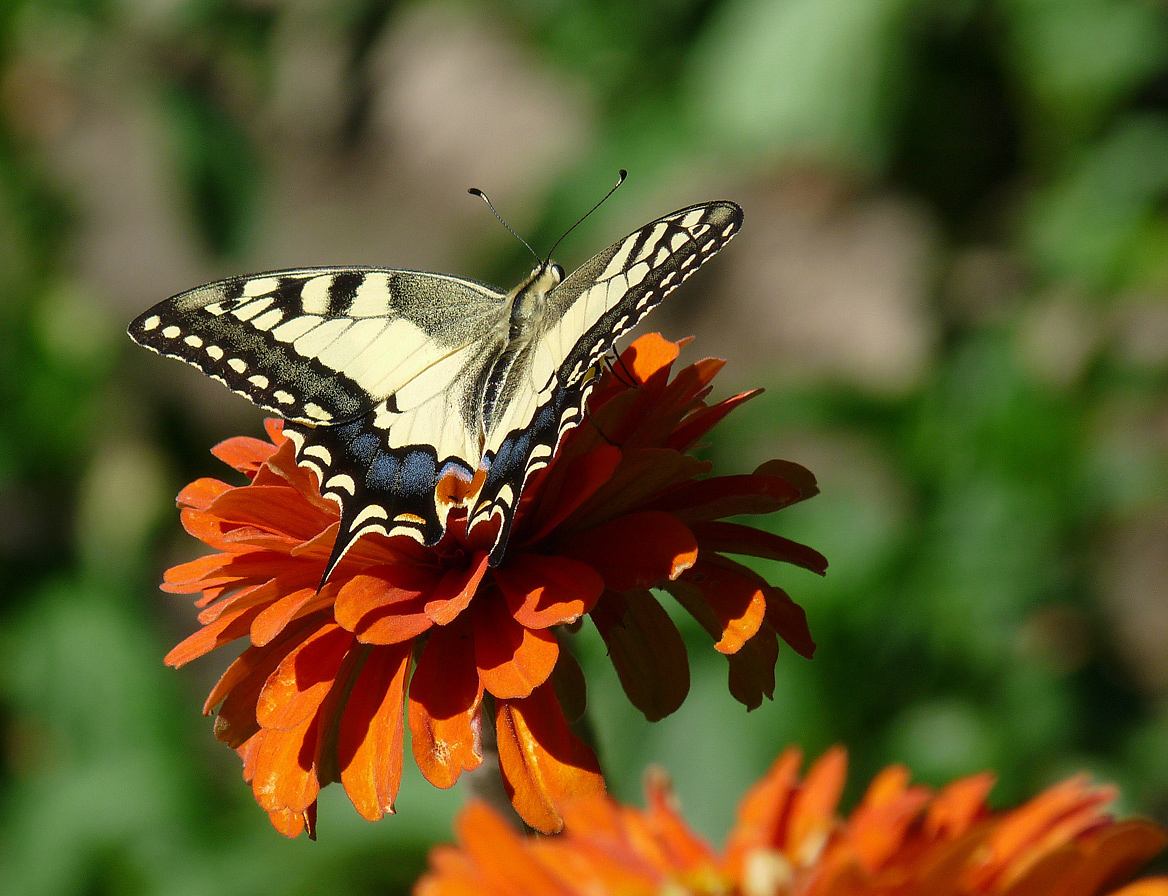 photo "Papilio machaon" tags: macro and close-up, nature, 