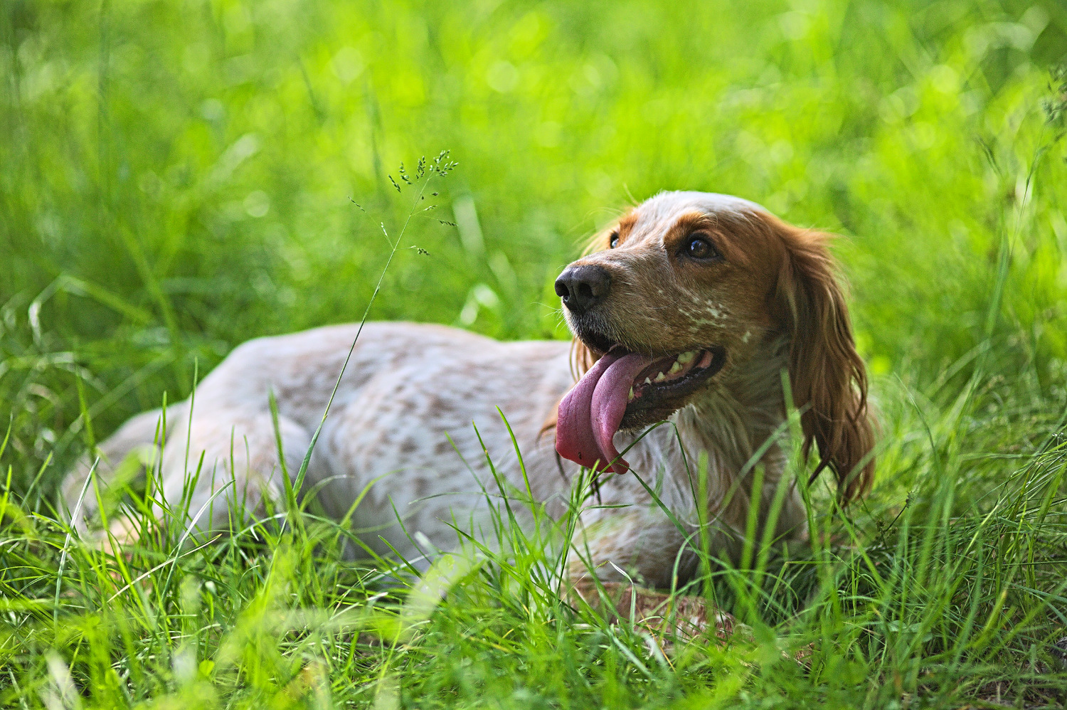 photo "***" tags: nature, pets/farm animals, summer, собаки, спаниели