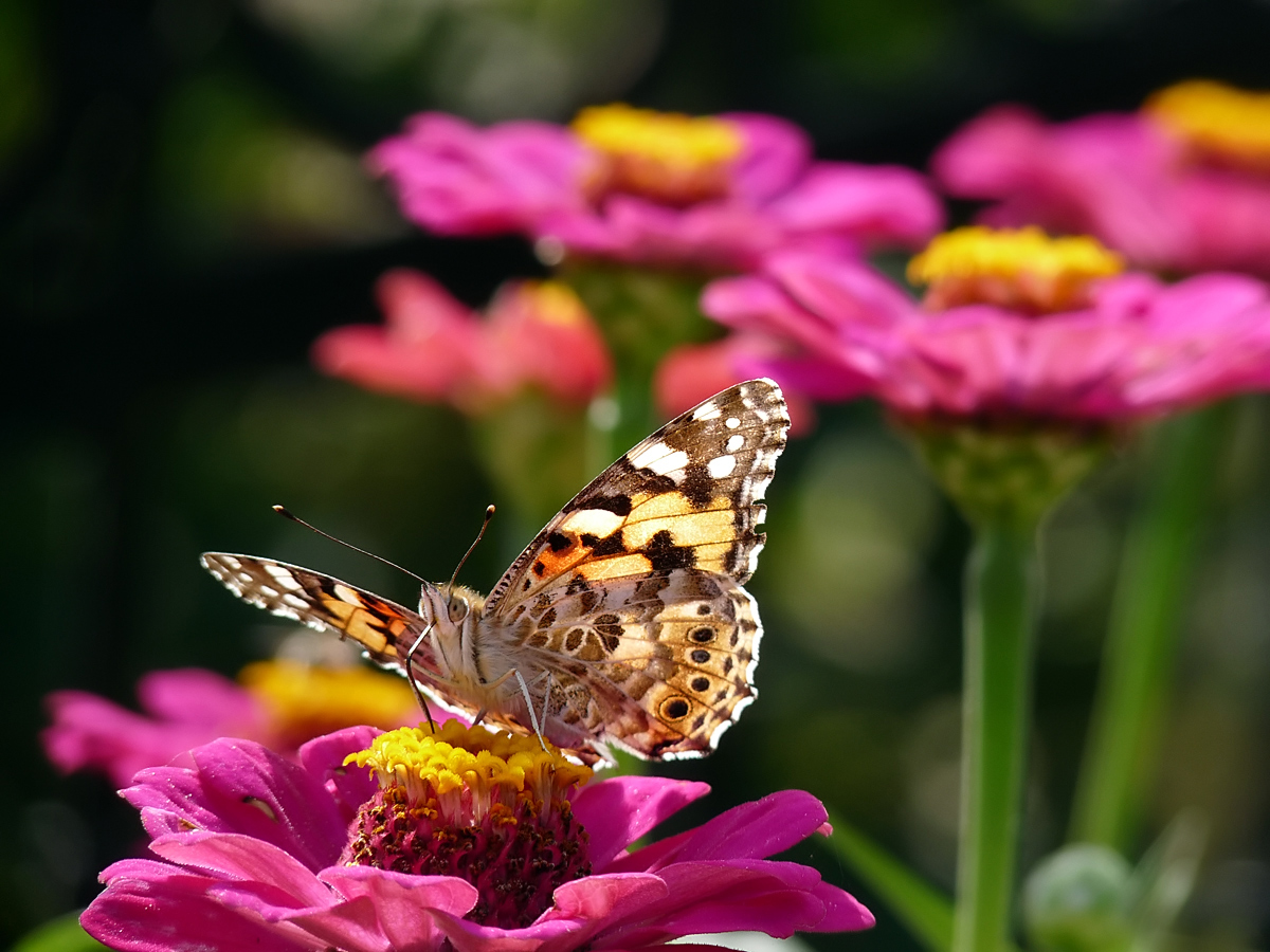 photo "Vanessa cardui" tags: macro and close-up, insect