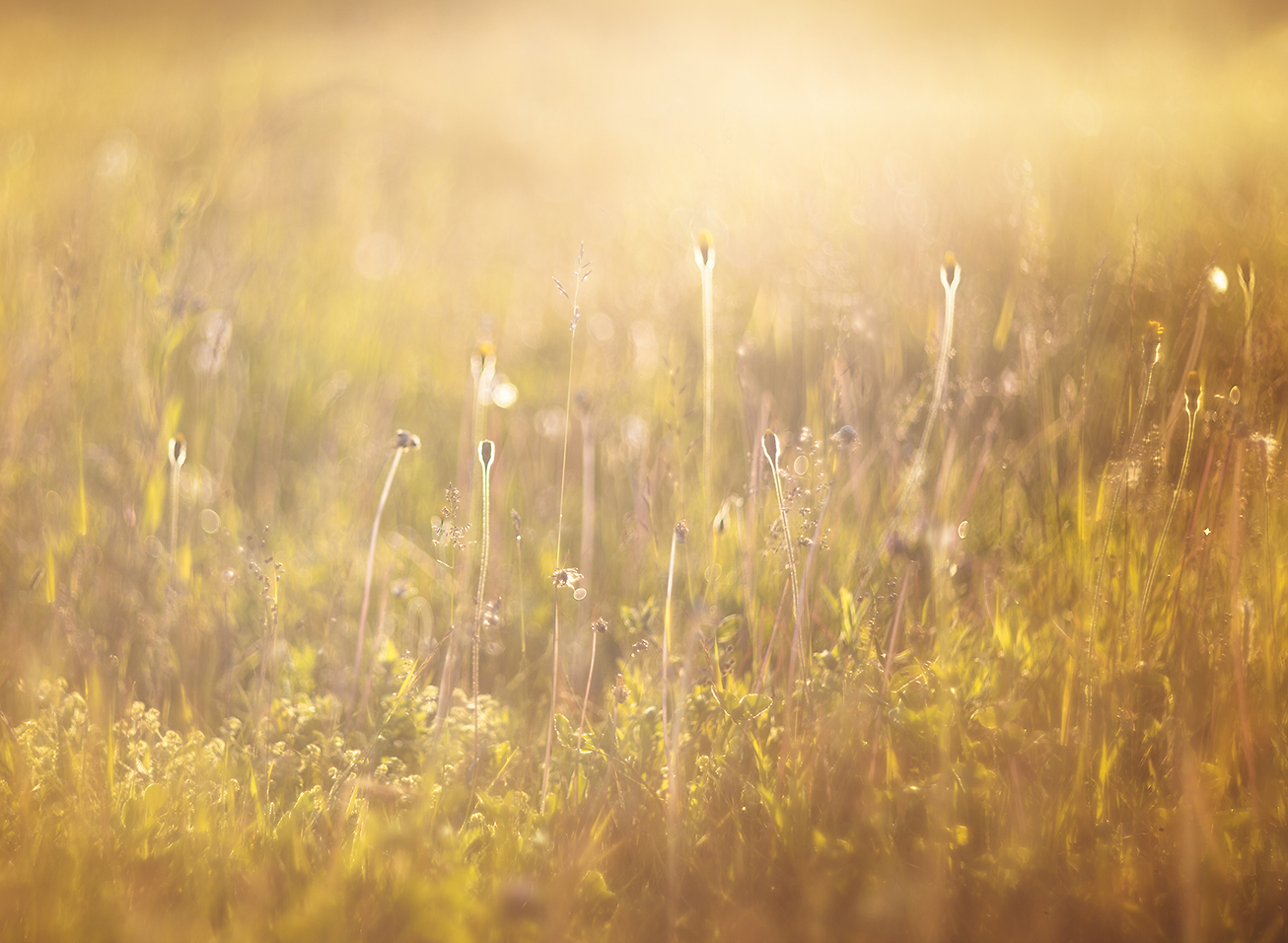 photo "***" tags: nature, macro and close-up, 