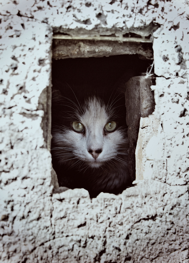 photo "морда" tags: misc., street, portrait, cat, tomcat, животное, коты, котэ, кошки