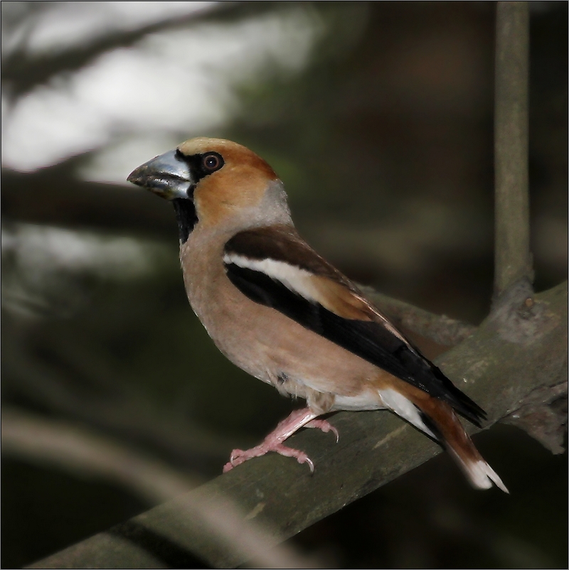 photo "He" tags: nature, Дубонос Grosbeak