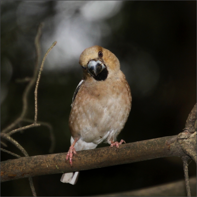 photo "She" tags: nature, Дубонос Grosbeak