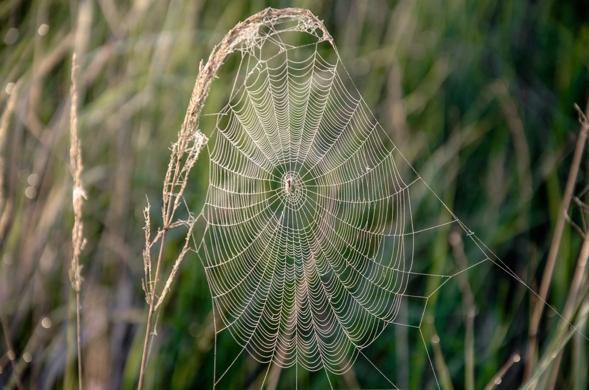 photo "***" tags: macro and close-up, 