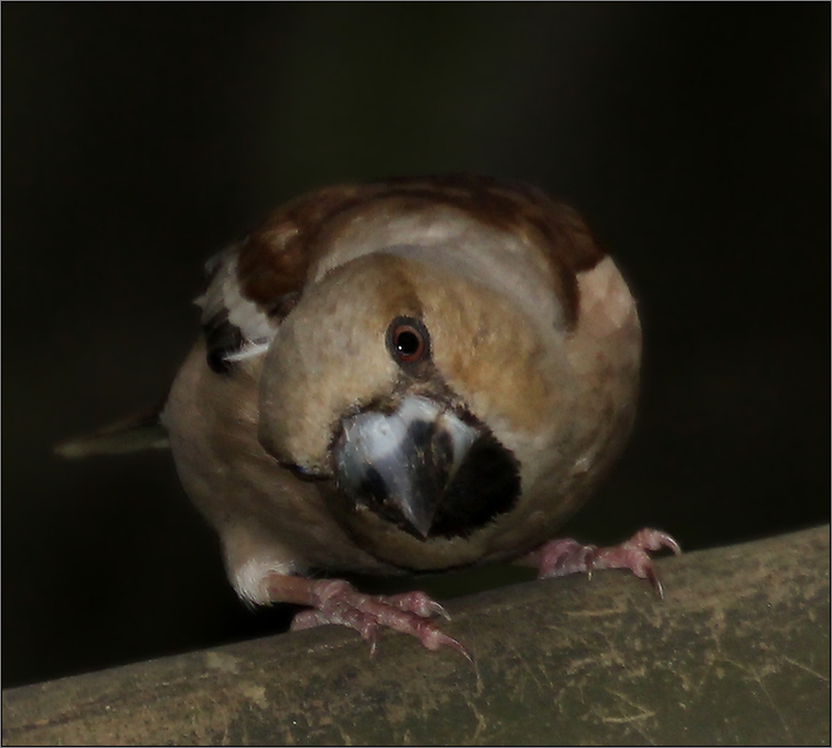 photo "Interest" tags: nature, Дубонос Grosbeak