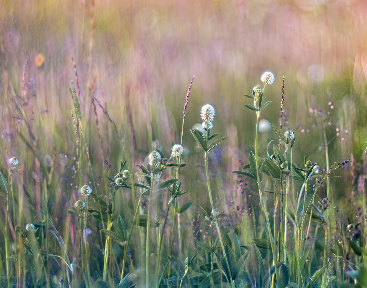 photo "***" tags: nature, macro and close-up, 