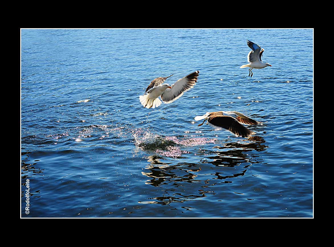 photo "Seagulls" tags: nature, 