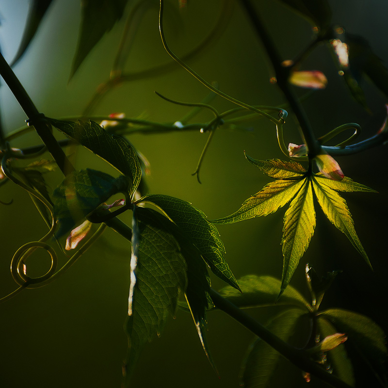 photo "***" tags: nature, macro and close-up, light, summer, виноград, листья, растения