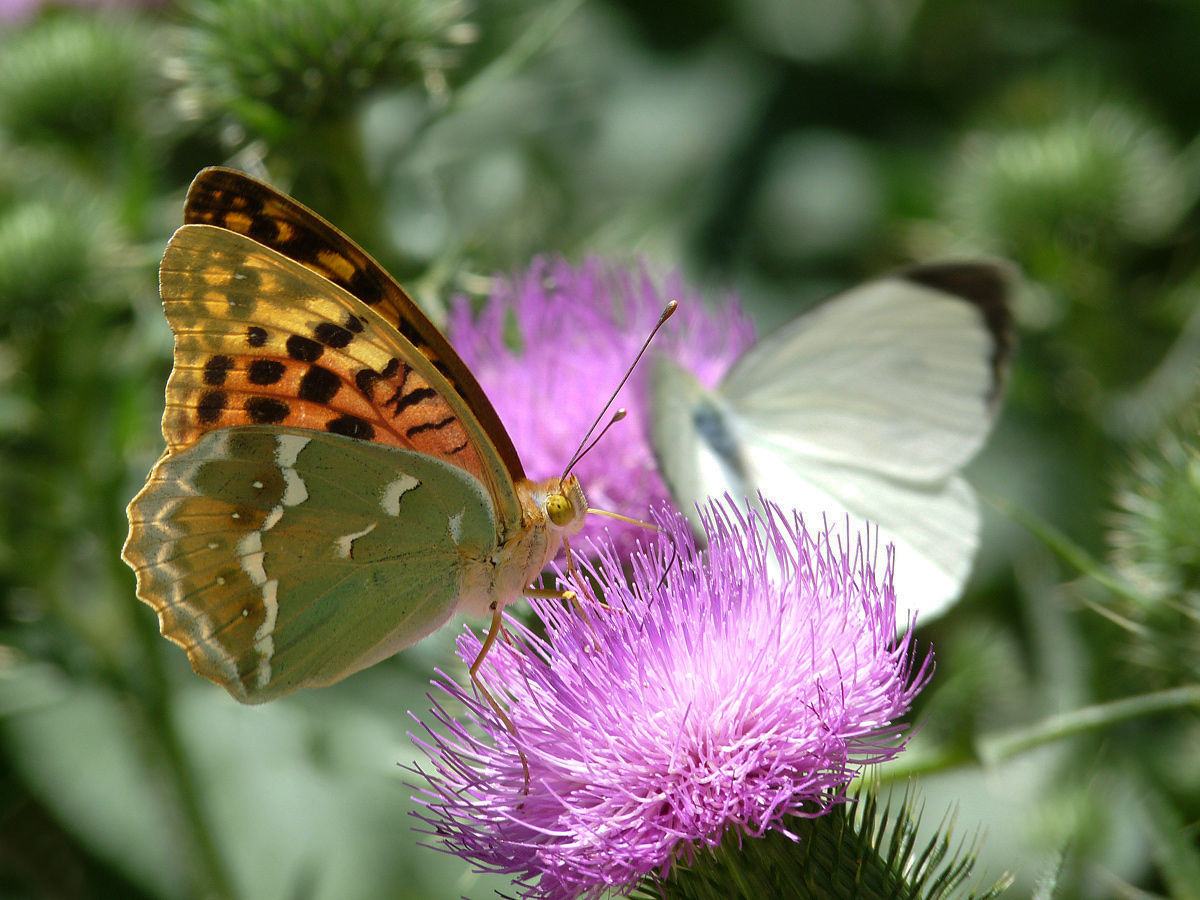 photo "***" tags: macro and close-up, insect