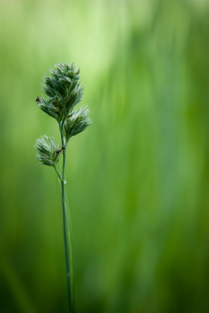 фото "Minimalist green" метки: природа, макро и крупный план, 