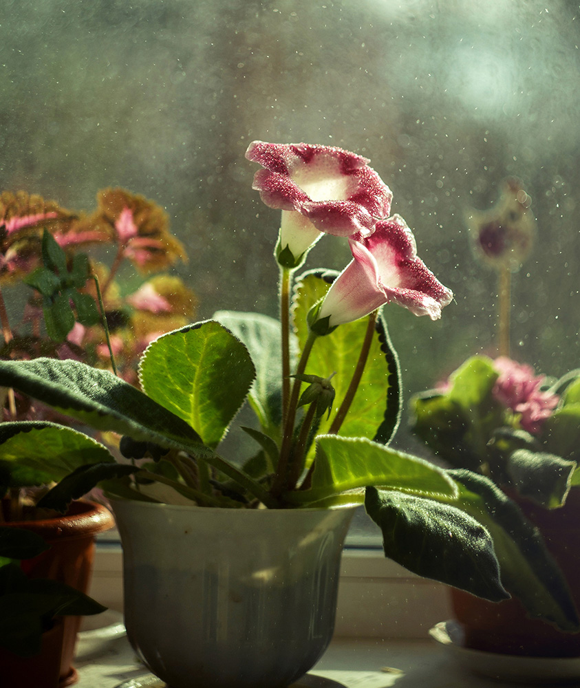 фото "Раннее уро" метки: макро и крупный план, натюрморт, Глоксиния, брызги, весна, макро, утро, цветы