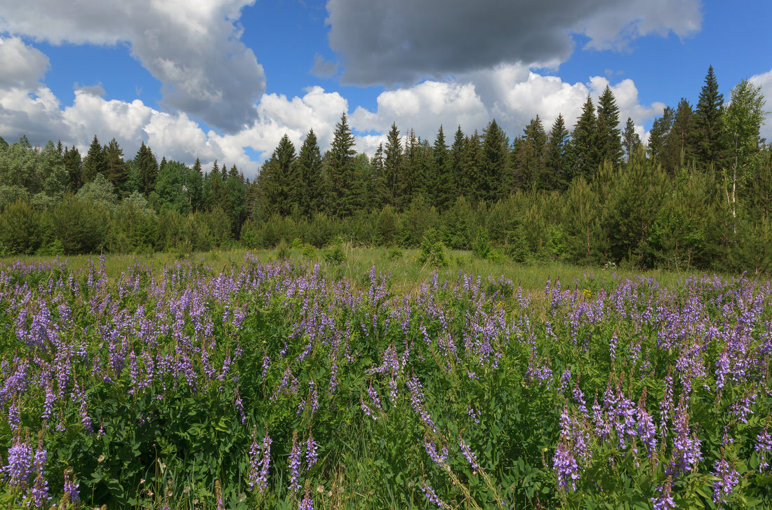 photo "***" tags: landscape, nature, clouds, field, flowers, forest, grass, summer, люпины