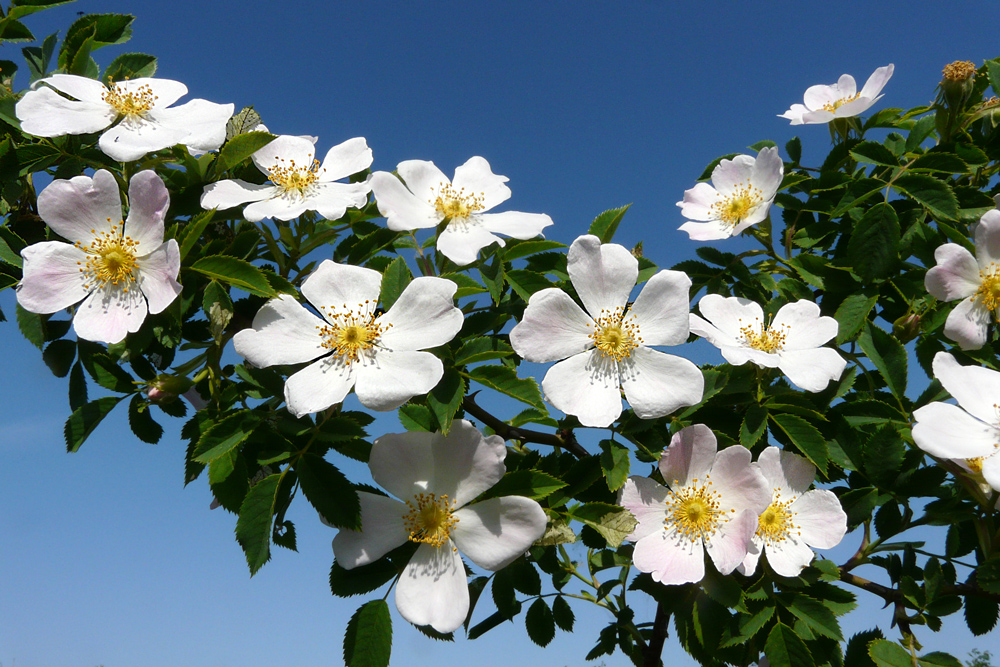 фото "***" метки: природа, макро и крупный план, petals, spring, white
rose, небо, цветы