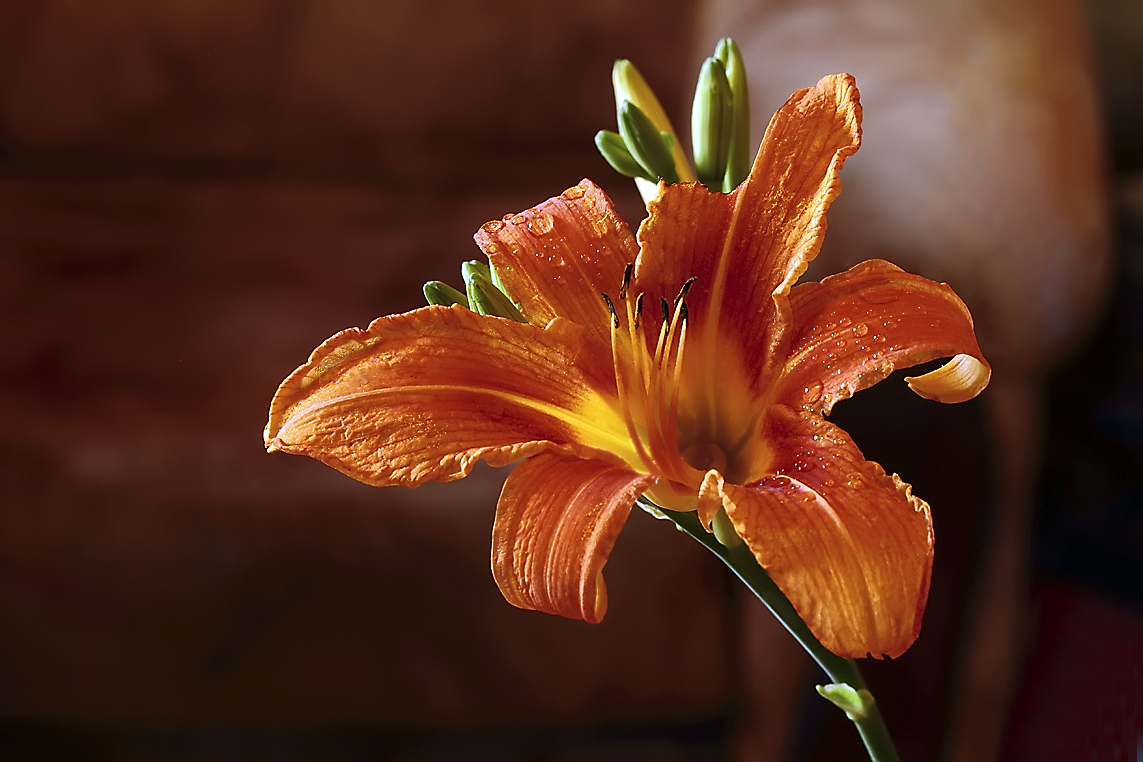 photo "***" tags: macro and close-up, лилия