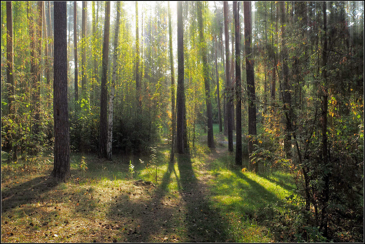 photo "IN THE WOOD" tags: nature, landscape, 