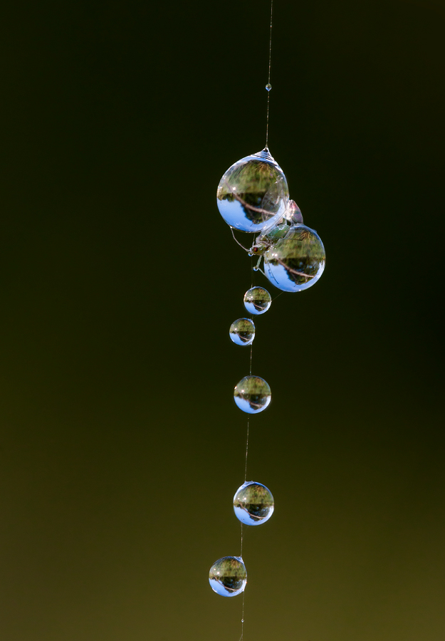 photo "***" tags: macro and close-up, 