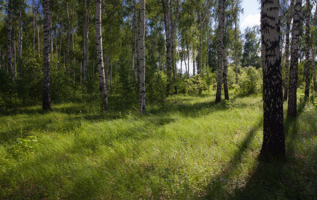 фото "Березовые тени" метки: пейзаж, березы, зелень, лес, лето, свет, тени, трава