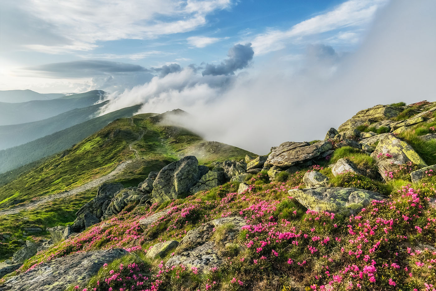 photo "***" tags: landscape, nature, travel, Ukraine, clouds, flowers, mountains, Карпаты, Черногора, рододендрон