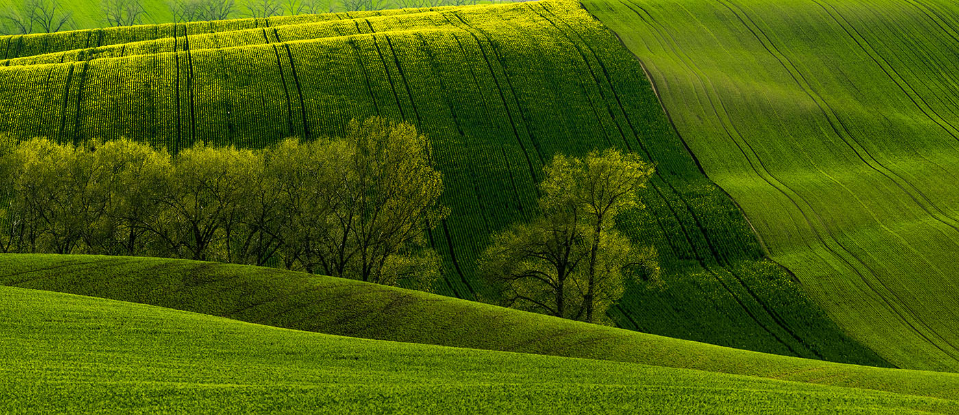 photo "***" tags: landscape, panoramic, Vienna, field, Чехия, Южная Моравия, деревья, путешествие