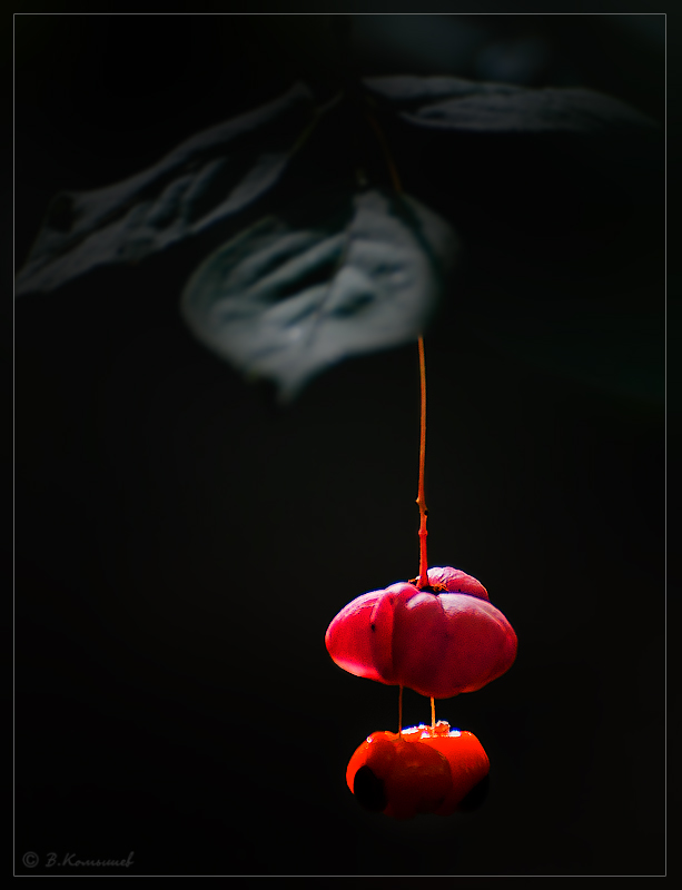 photo "***" tags: nature, macro and close-up, light, зарисовка, растения