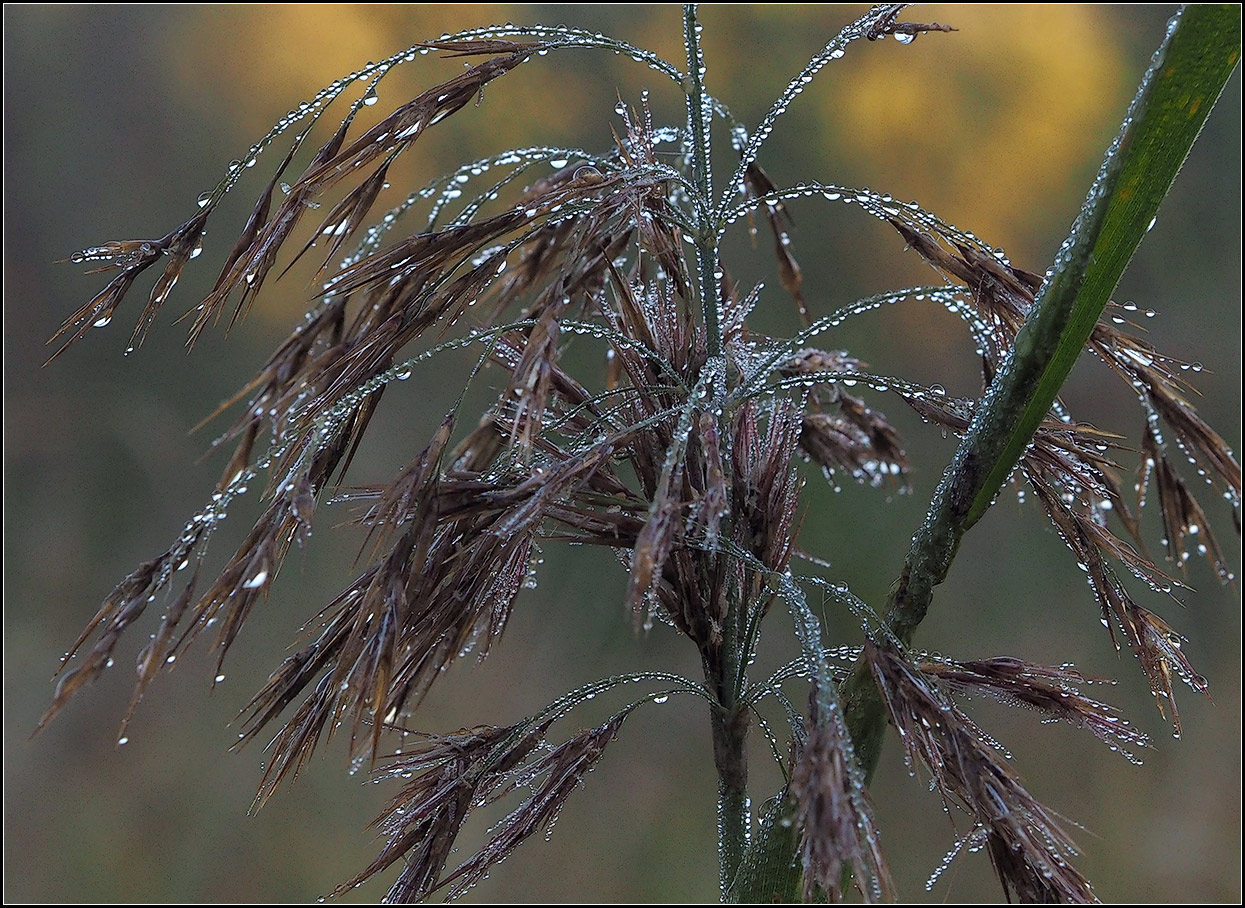 photo "after rain" tags: nature, 