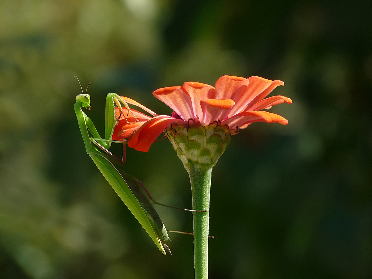 photo "Богомол  - Mantis religiosa" tags: macro and close-up, nature, 