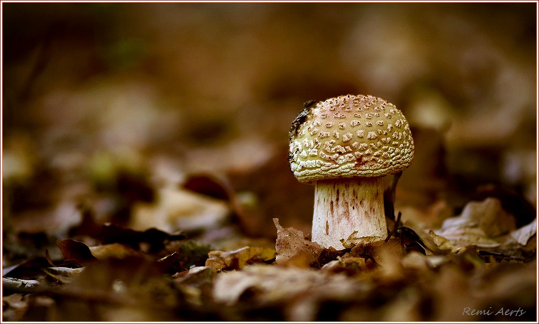 photo "***" tags: nature, macro and close-up, 