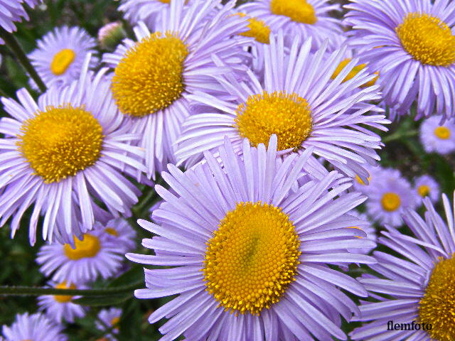 photo "Summer" tags: nature, 
