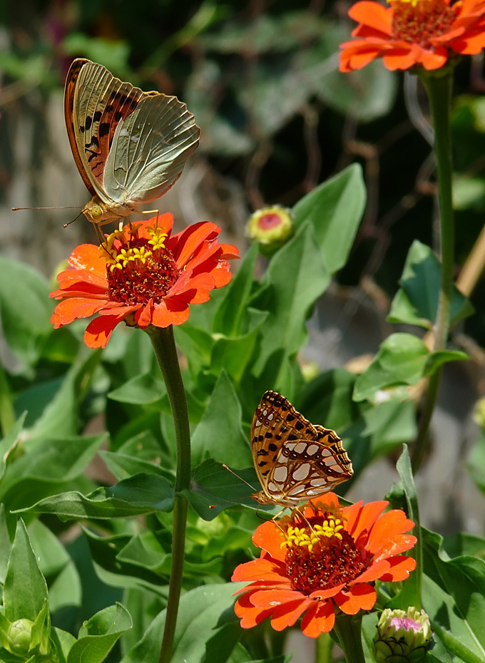 photo "***" tags: nature, insect