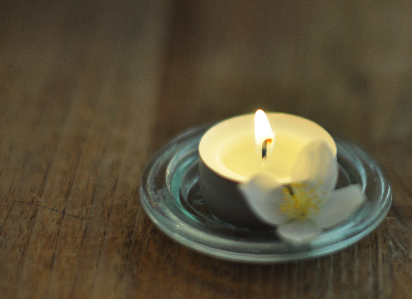 photo "***" tags: macro and close-up, 