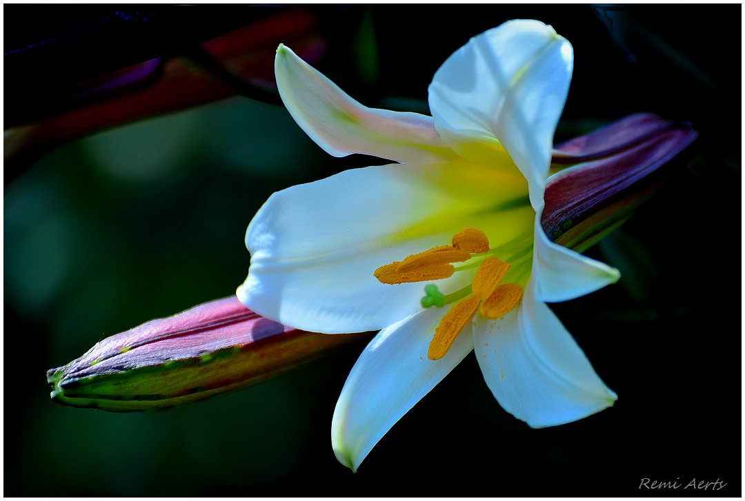 photo "***" tags: nature, macro and close-up, 