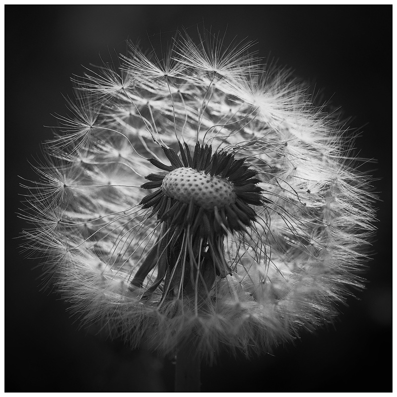 photo "***" tags: nature, macro and close-up, black&white, summer, одуванчик, растения
