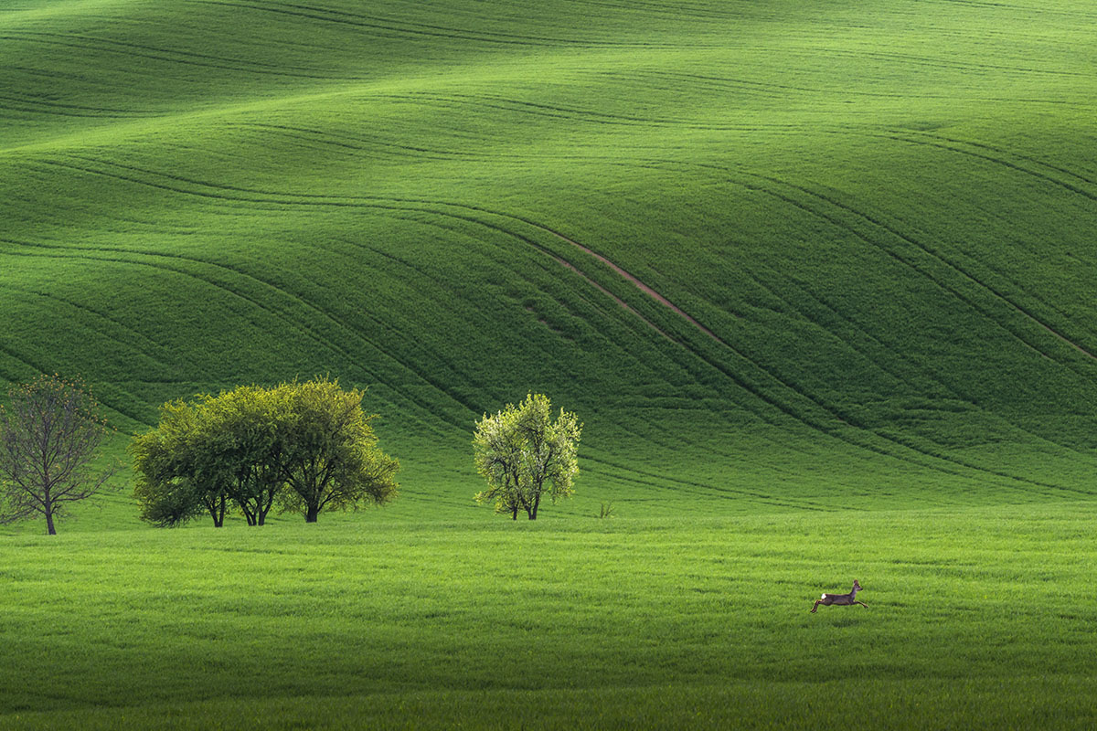 фото "Пейзаж с убегающей косулей" метки: природа, пейзаж, путешествия, Европа, Чехия, Южная Моравия, весна, деревья, дикие животные, поле, путешествие