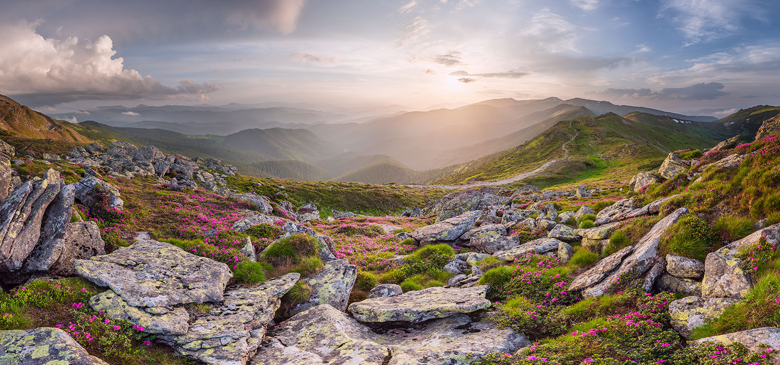 photo "***" tags: panoramic, landscape, clouds, flowers, mountains, summer, sunset, Карпаты, Черногора, рододендрон, скала