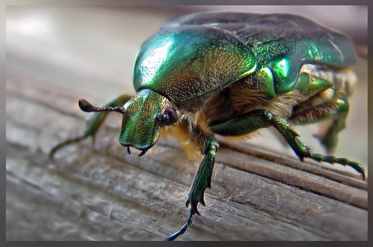 photo "***" tags: macro and close-up, 