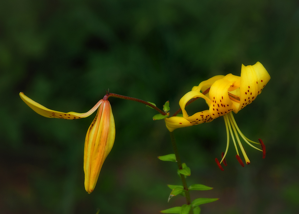 photo "***" tags: nature, macro and close-up, flowers, summer, растения